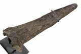 Fossil Triceratops Brow Horn - Montana #301773-1